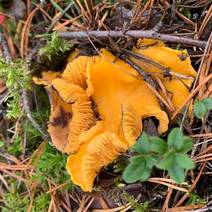 Chanterelle, Common