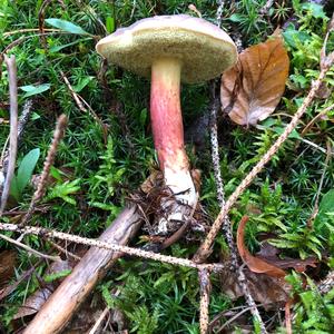 Red-cracked Bolete