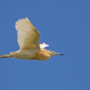 Squacco Heron