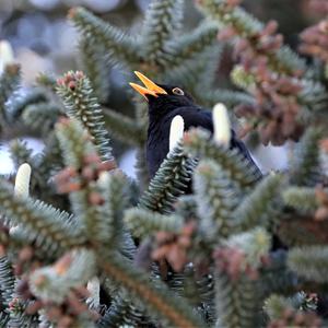 Eurasian Blackbird