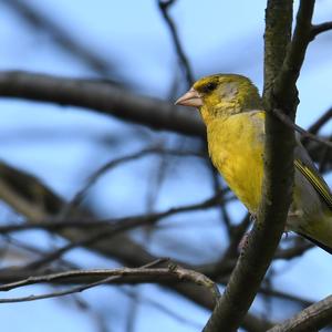 European Greenfinch