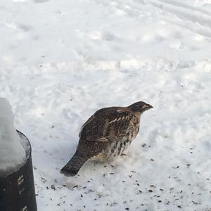 Ruffed Grouse