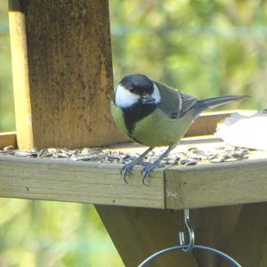 Great Tit