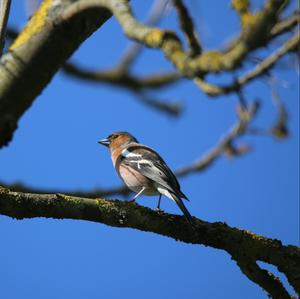 Eurasian Chaffinch