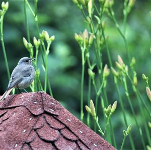 Black Redstart