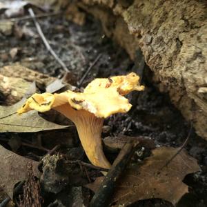 Chanterelle, Common