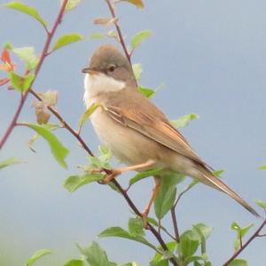 Common Whitethroat