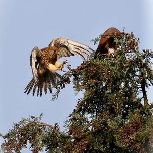 Common Kestrel