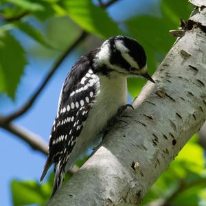 Hairy Woodpecker