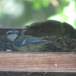 Blue Tit