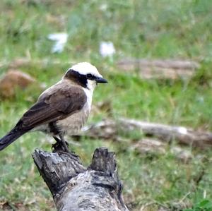 White Helmet-shrike