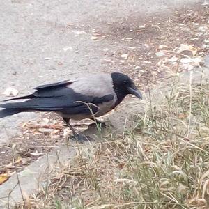 Hooded Crow