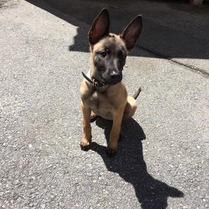 Belgian Malinois