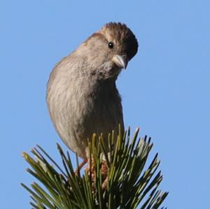 House Sparrow