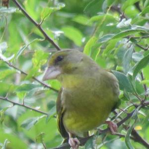 European Greenfinch