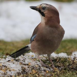 Eurasian Jay