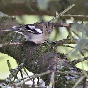 Eurasian Chaffinch