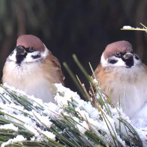 Eurasian Tree Sparrow