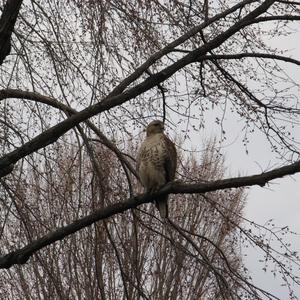 Red-tailed Hawk