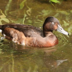 Ferruginous Duck