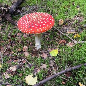 Fly Agaric