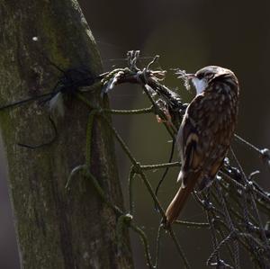 Eurasian Treecreeper