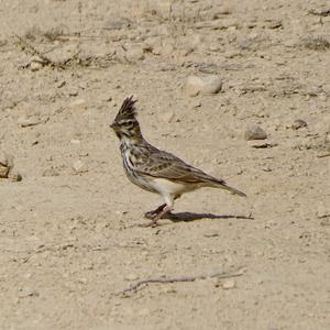 Thekla Lark