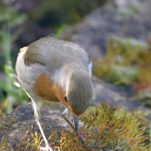 European Robin