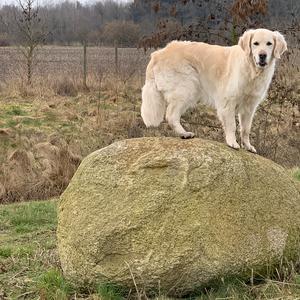 Retriever (Golden)