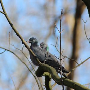 Stock Dove