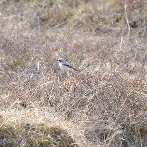 Northern Wheatear