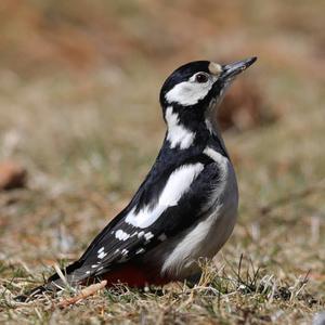 Great Spotted Woodpecker