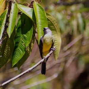 Tropical Kingbird