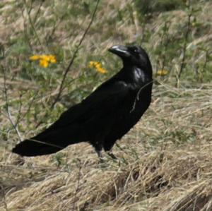 Common Raven