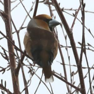 Hawfinch