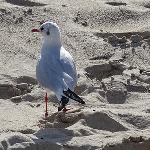 Black-headed Gull