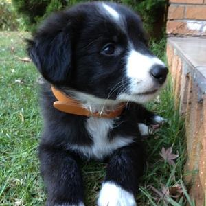 Border Collie