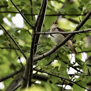 Common Nightingale