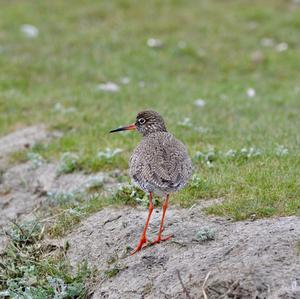 Common Redshank