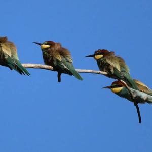 European Bee-eater