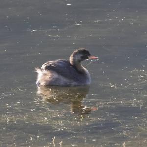 Little Grebe