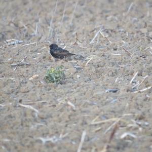 Common Starling