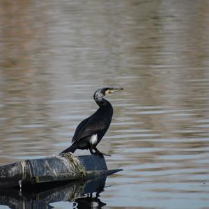 Great Cormorant