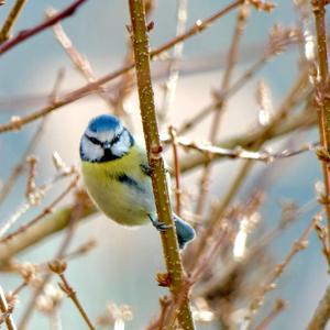 Blue Tit