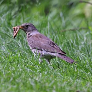 Fieldfare