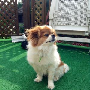 Japanese Chin