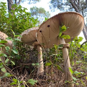 Unknown Species