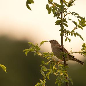 House Sparrow