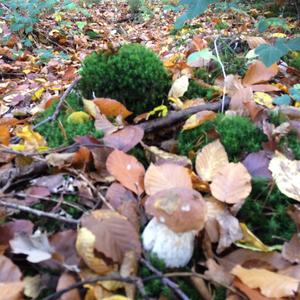 King Bolete