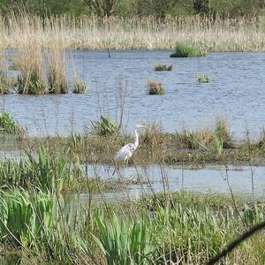 Great Egret